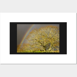 The Rainbow And The Oak Posters and Art